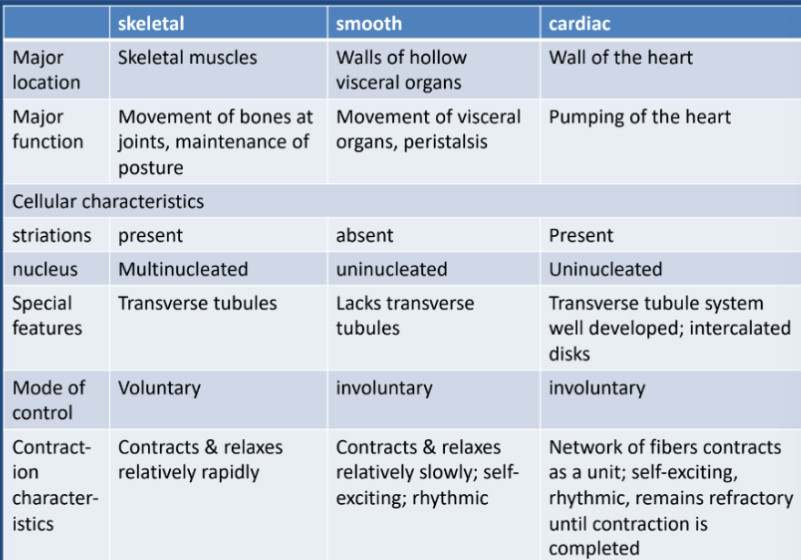 Muscular System Flashcards